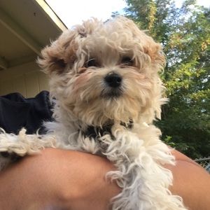 Meet your Posher, Julia